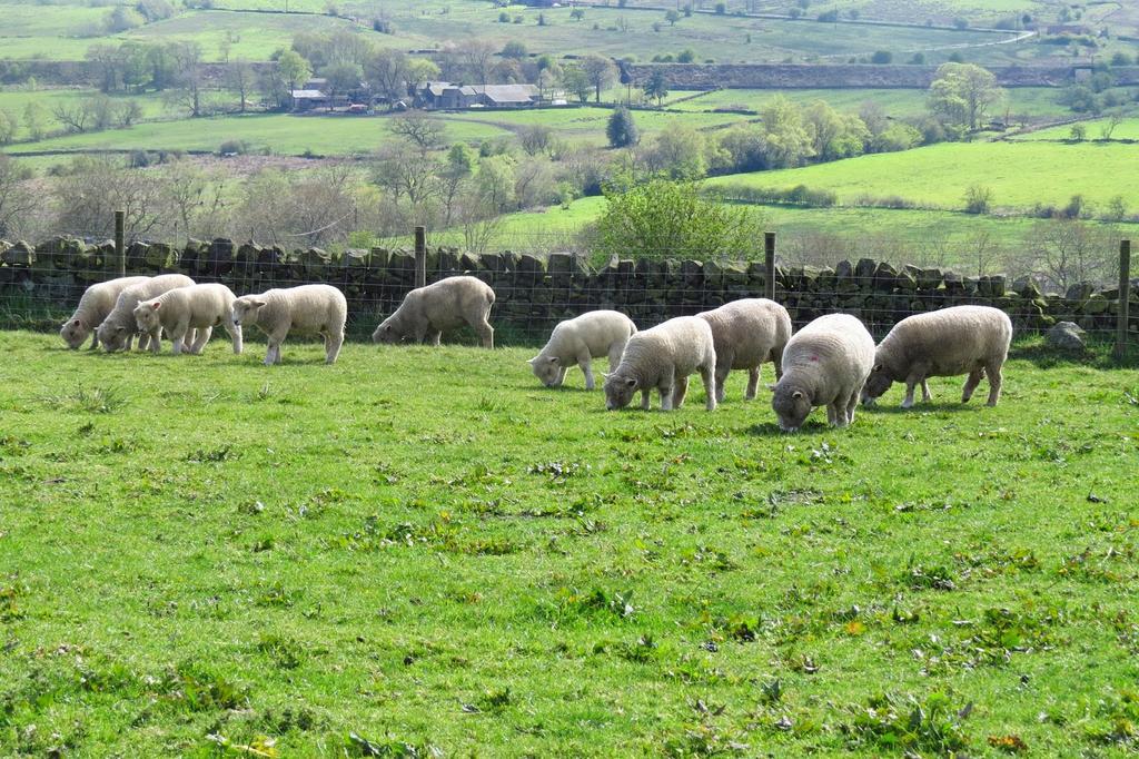 Moorland View Farm B&B Oakamoor Exteriér fotografie
